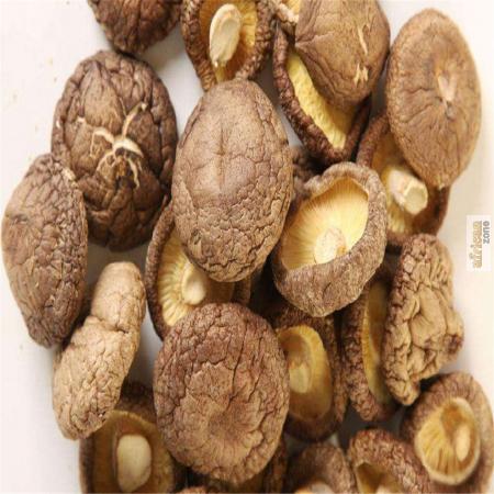 champignons asiatiques,champignon shiitake mushroom